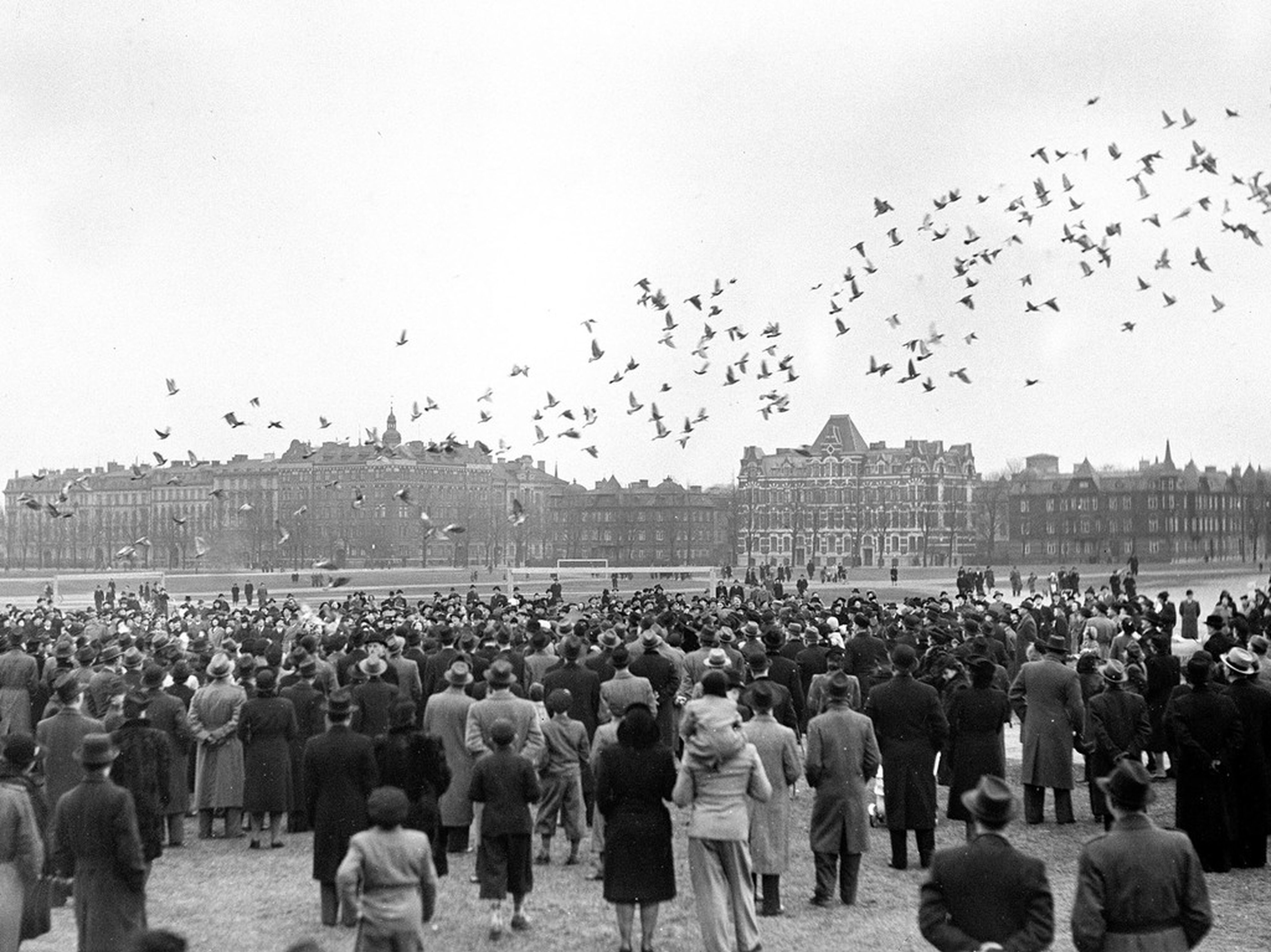 Duvor släpps ut på Heden 1943